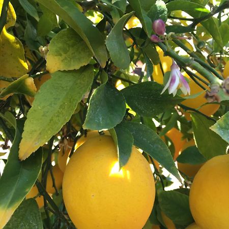 Отель Lemon Tree Сегет Доньи Экстерьер фото
