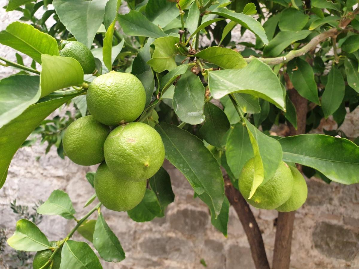 Отель Lemon Tree Сегет Доньи Экстерьер фото