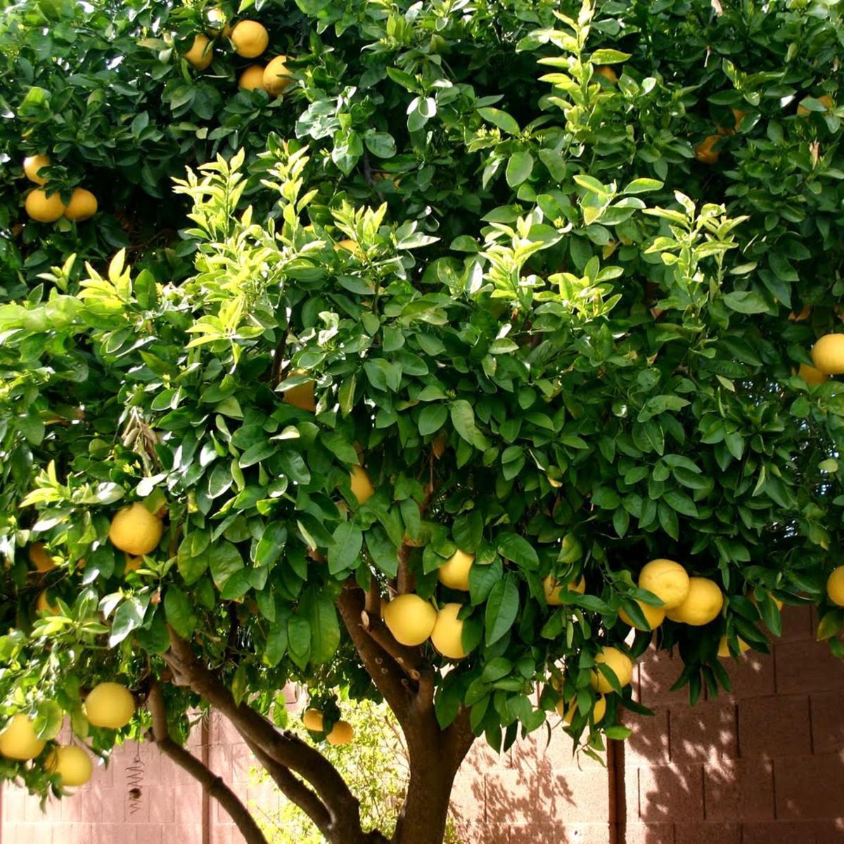Отель Lemon Tree Сегет Доньи Экстерьер фото
